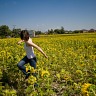 Tribal Dances Make Sunflowers Grow
